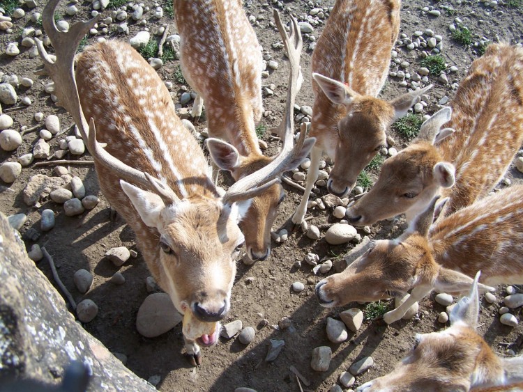 Fonds d'cran Animaux Cervids Biches