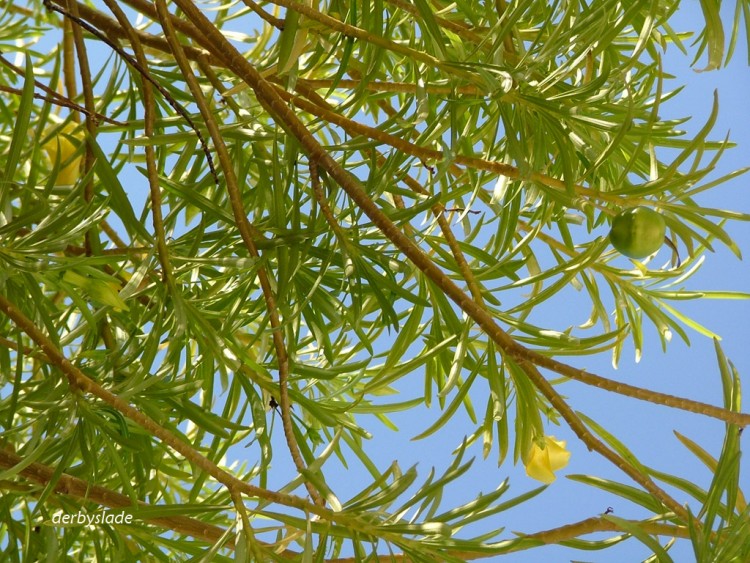 Wallpapers Nature Leaves - Foliage sous l'arbre