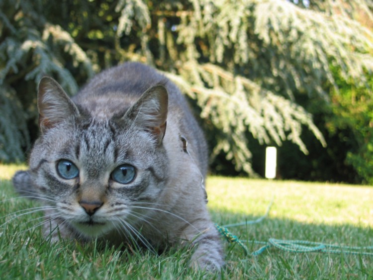 Fonds d'cran Animaux Chats - Chatons pret a bondir