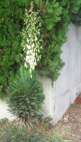 Fonds d'cran Nature Feuilles - Feuillages Qui peut me dire ce que c'est?