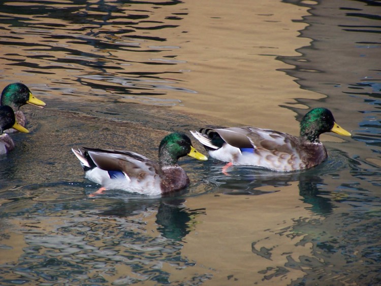 Wallpapers Animals Birds - Ducks Canards de Annecy