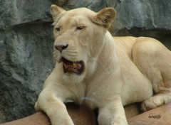 Fonds d'cran Animaux la lionne