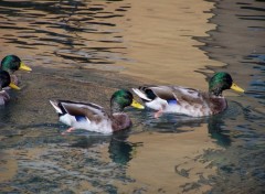 Wallpapers Animals Canards de Annecy