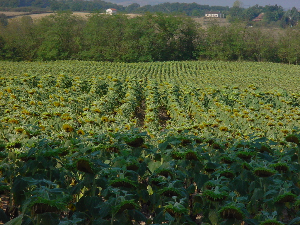 Wallpapers Nature Fields tournesols