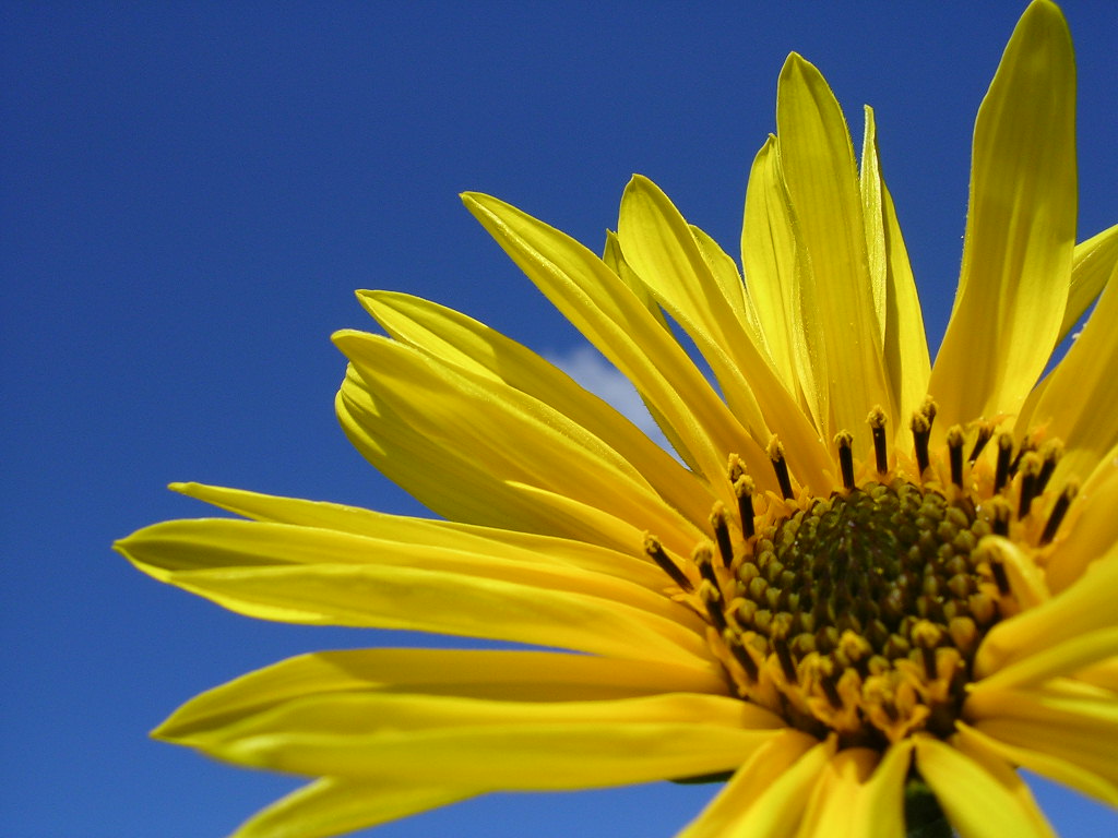 Wallpapers Nature Flowers fleur sauvage jaune