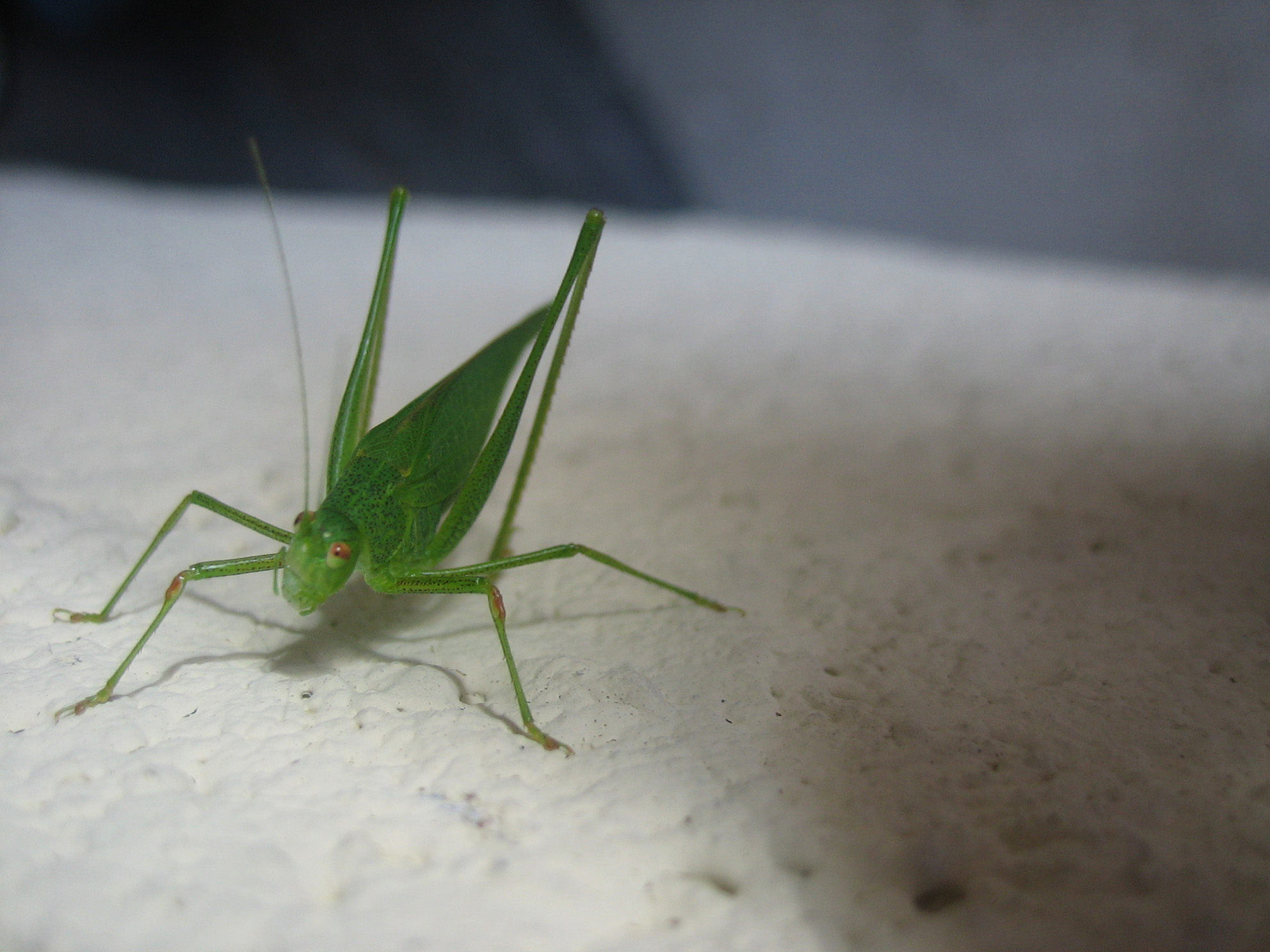 Fonds d'cran Animaux Insectes - Sauterelles et Criquets Est-ce une sauterelle?