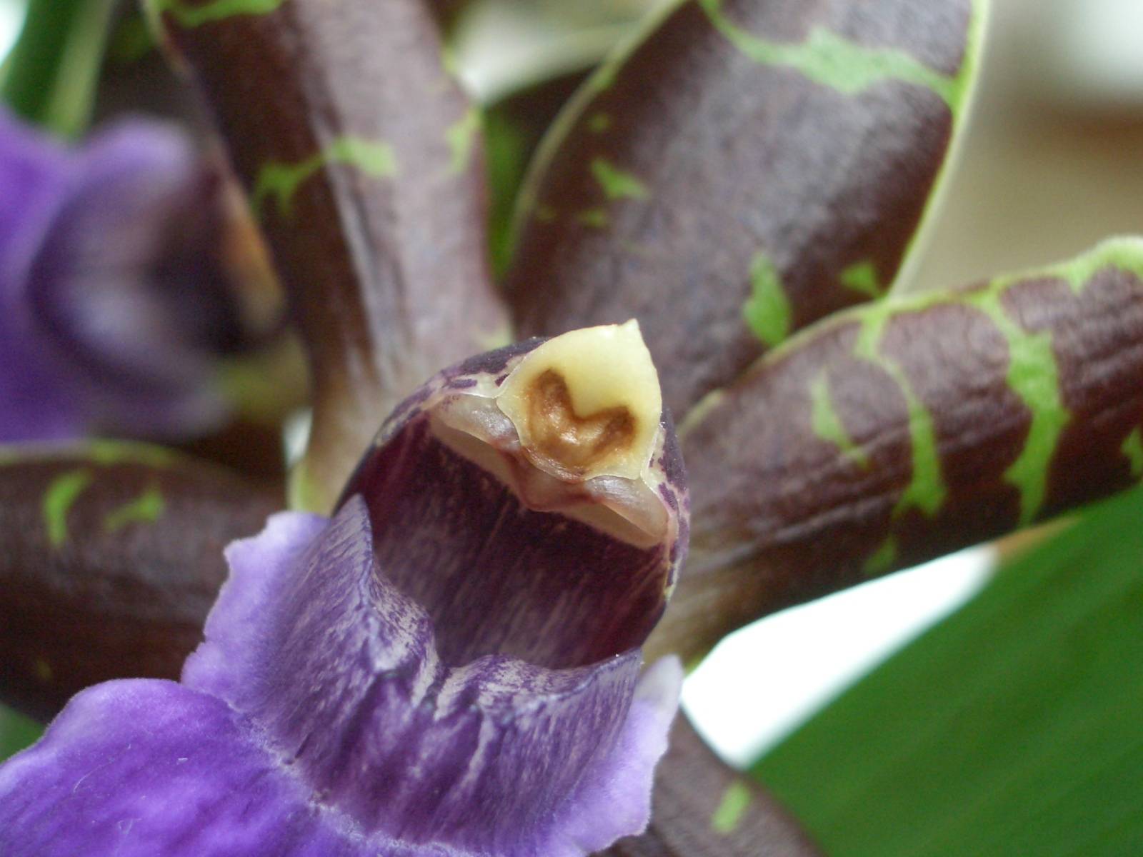 Fonds d'cran Nature Fleurs 