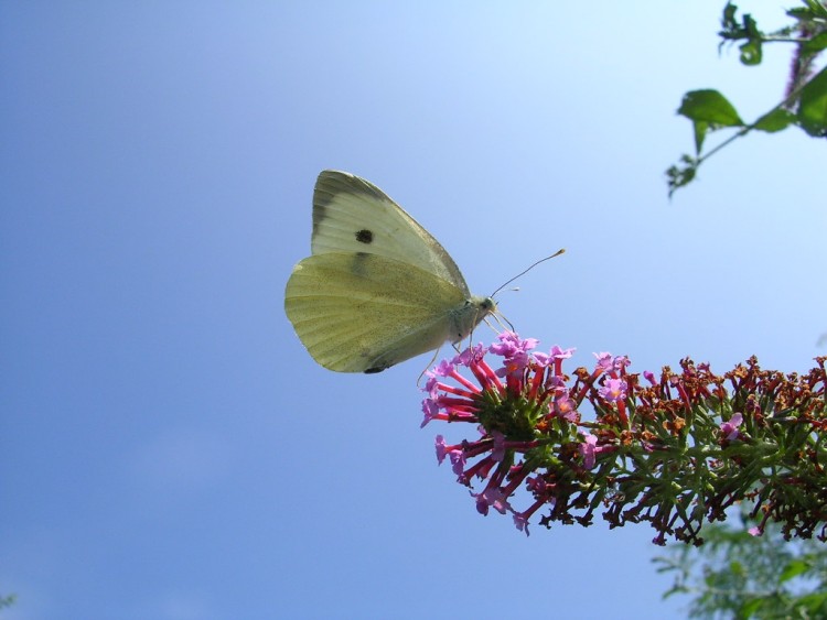 Fonds d'cran Animaux Insectes - Papillons Papillon