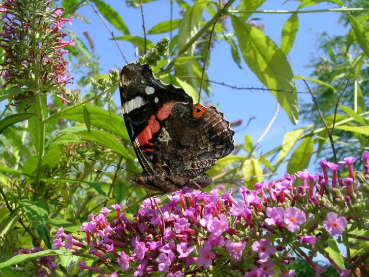 Fonds d'cran Animaux Insectes - Papillons Papillon