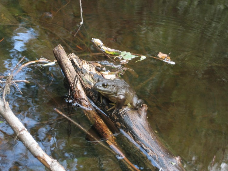 Fonds d'cran Animaux Grenouilles - Crapauds Grenouille de ouf !