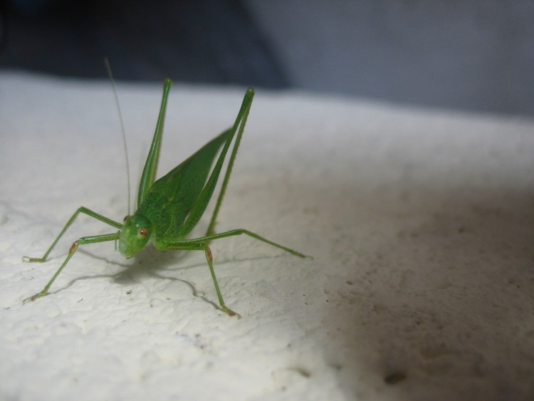 Fonds d'cran Animaux Insectes - Sauterelles et Criquets Est-ce une sauterelle?