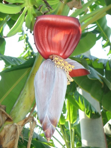 Fonds d'cran Nature Fleurs Fleur du bananier