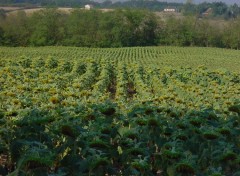 Fonds d'cran Nature tournesols