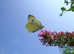 Fonds d'cran Animaux Papillon