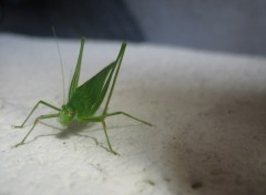 Fonds d'cran Animaux Est-ce une sauterelle?