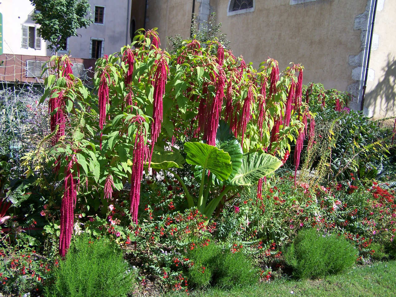 Fonds d'cran Nature Fleurs 