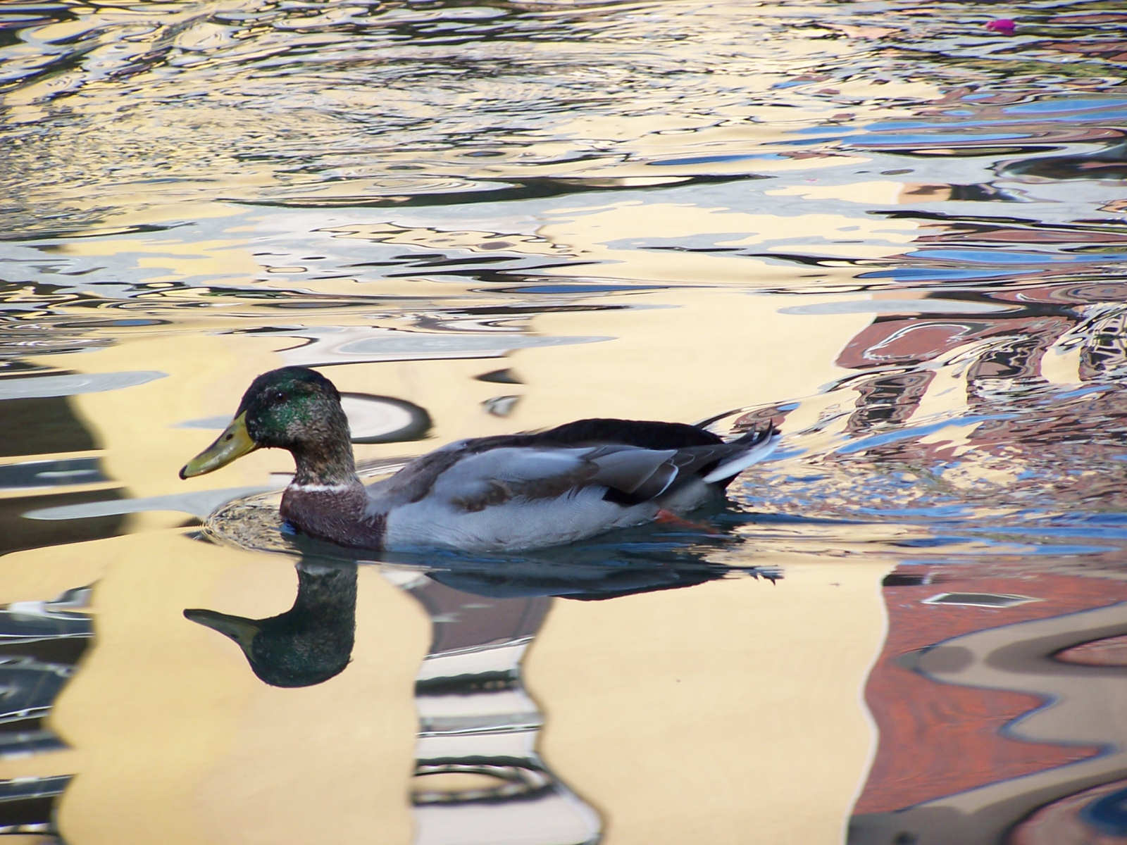 Fonds d'cran Animaux Oiseaux - Canards 