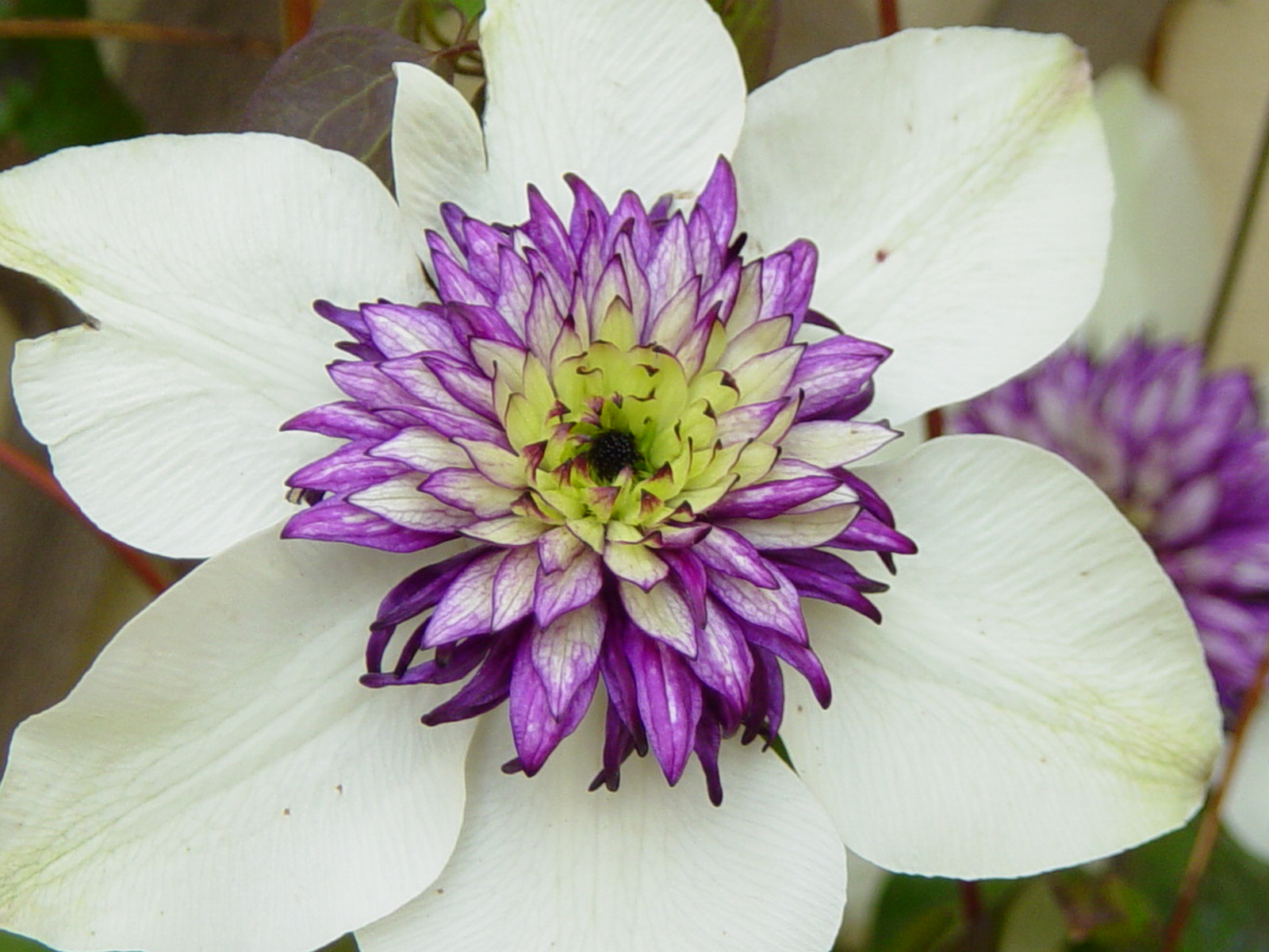 Wallpapers Nature Flowers Clmatite