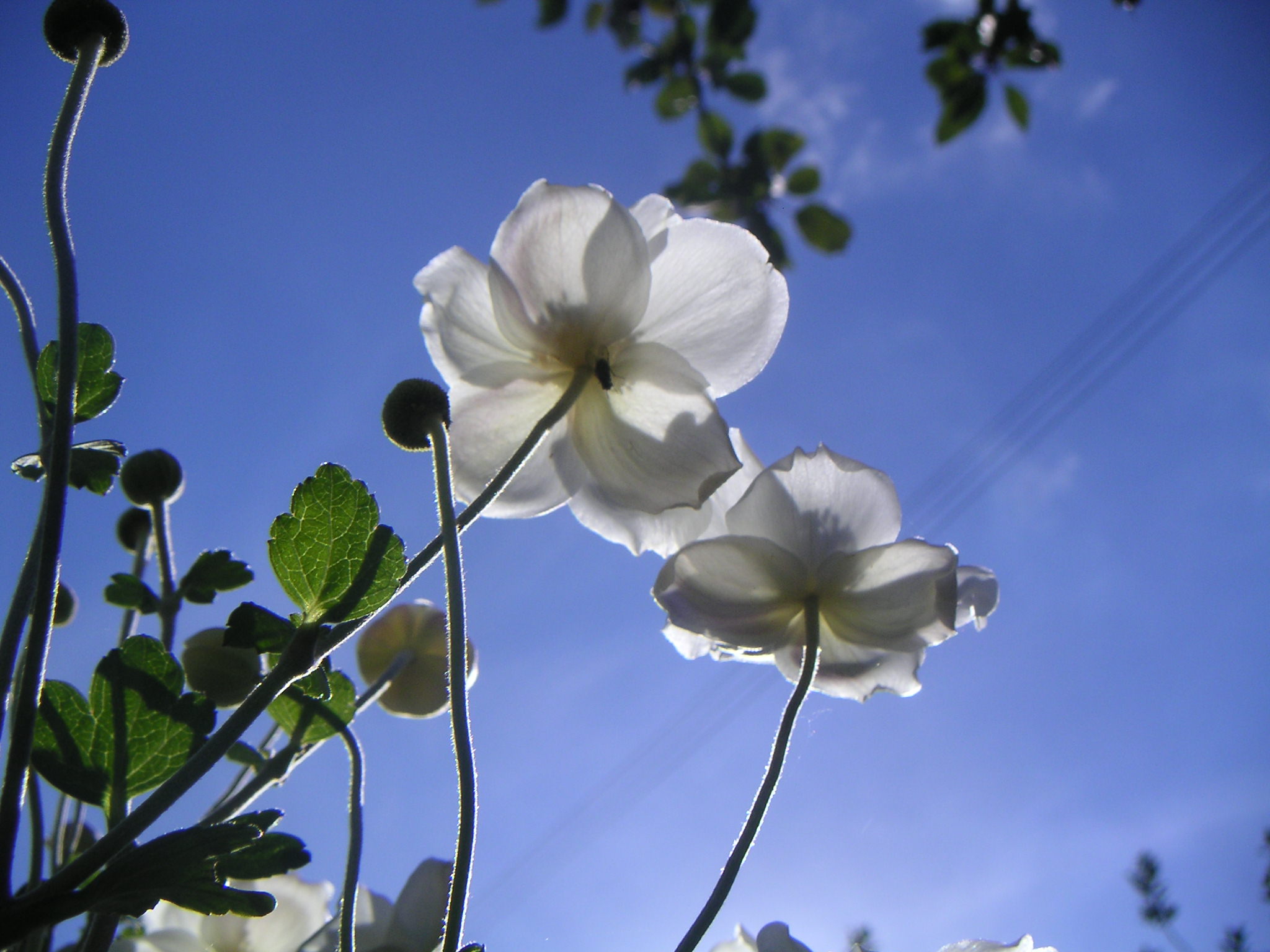 Wallpapers Nature Flowers 