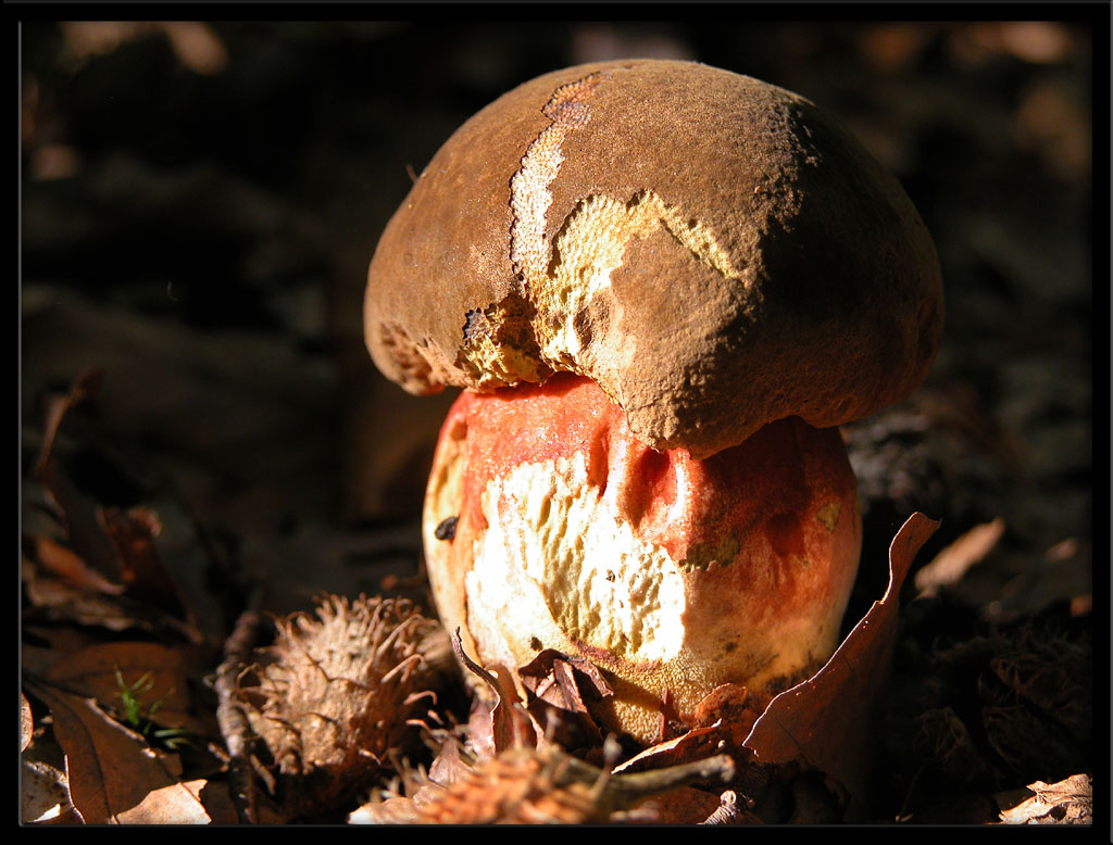 Fonds d'cran Nature Champignons Bolet