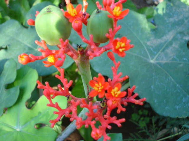 Fonds d'cran Nature Fleurs 