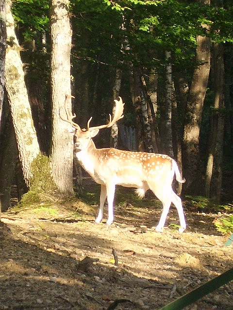 Fonds d'cran Animaux Cervids 