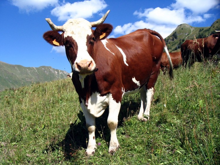 Wallpapers Animals Cows - Bulls - Beef Curieuse!