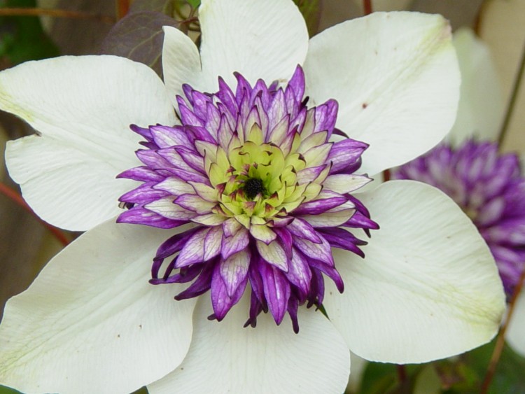 Fonds d'cran Nature Fleurs Clmatite