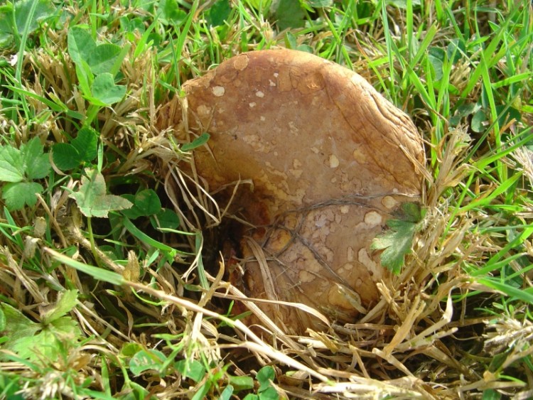 Fonds d'cran Nature Champignons Champignons.