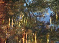 Fonds d'cran Nature Reflets