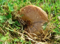 Fonds d'cran Nature Champignons.