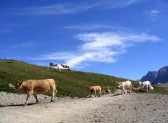 Fonds d'cran Animaux Vaches