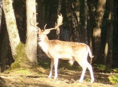 Fonds d'cran Animaux Image sans titre N114567