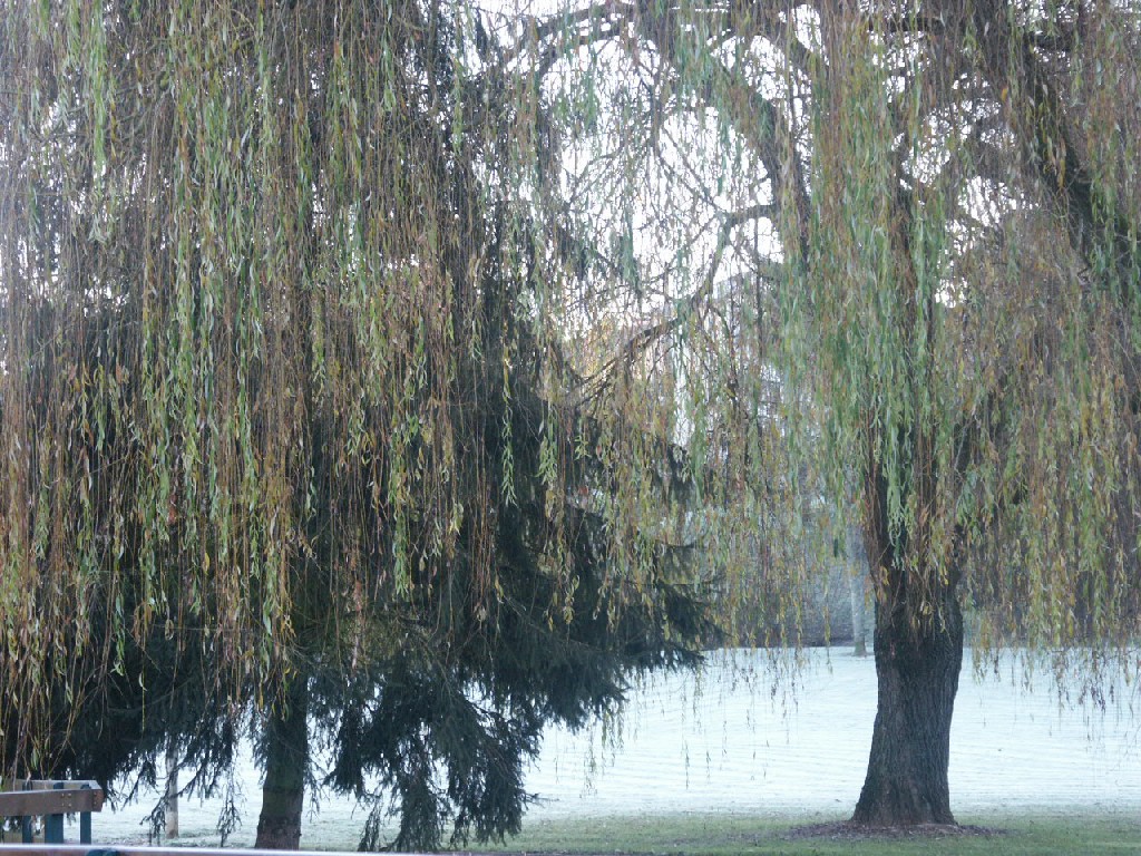 Fonds d'cran Nature Arbres - Forts 