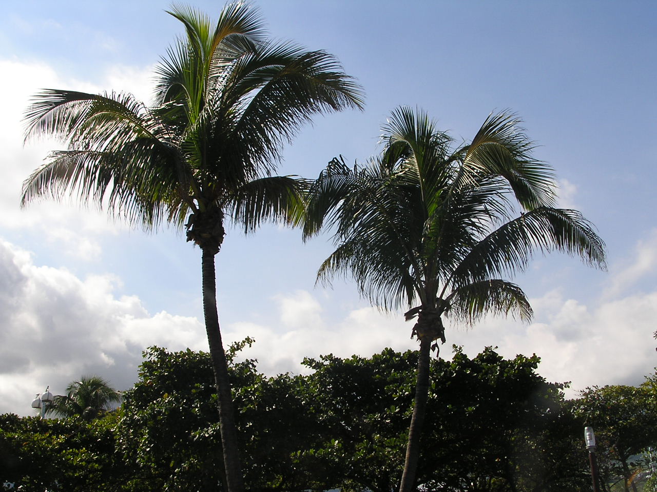 Fonds d'cran Nature Arbres - Forts palmiers