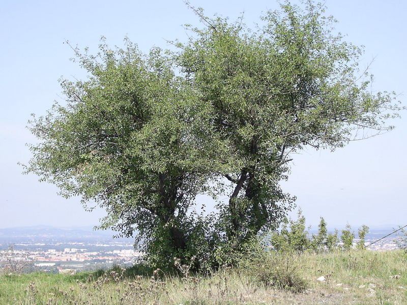 Wallpapers Nature Trees - Forests Petit Arbuste