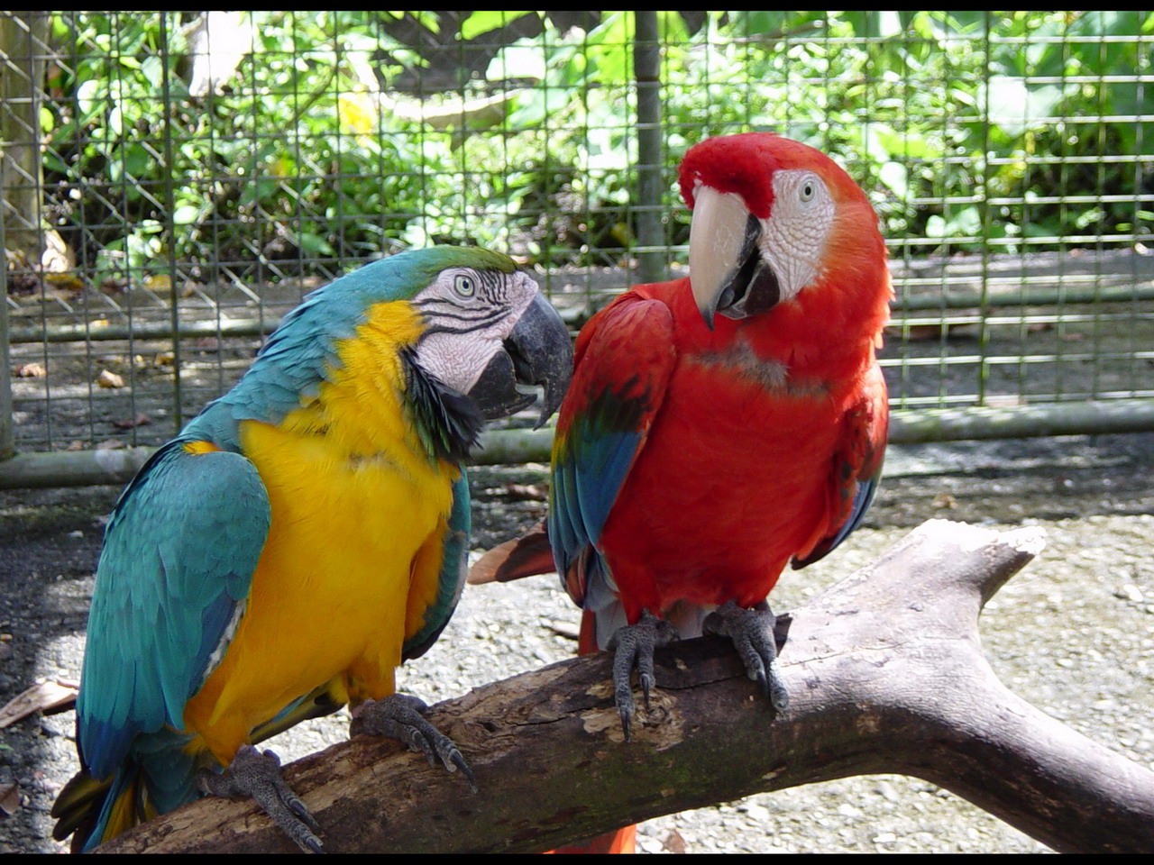 Wallpapers Animals Birds - Parrots Perroquets de Guyane