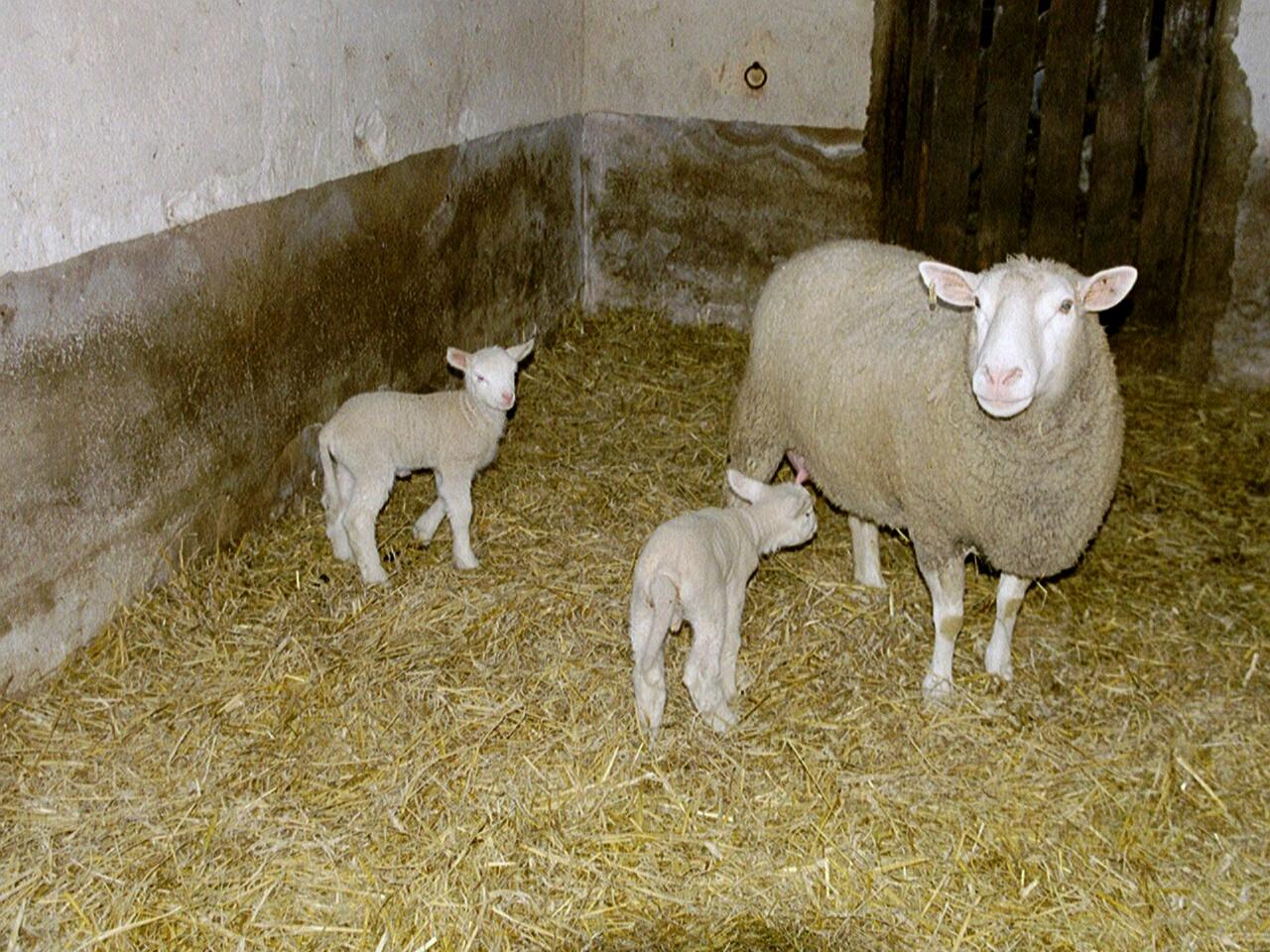 Fonds d'cran Animaux Moutons - Mouflons 