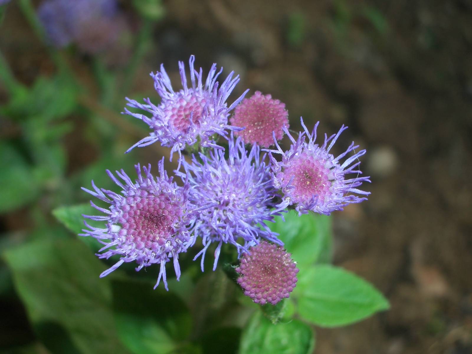 Fonds d'cran Nature Fleurs 