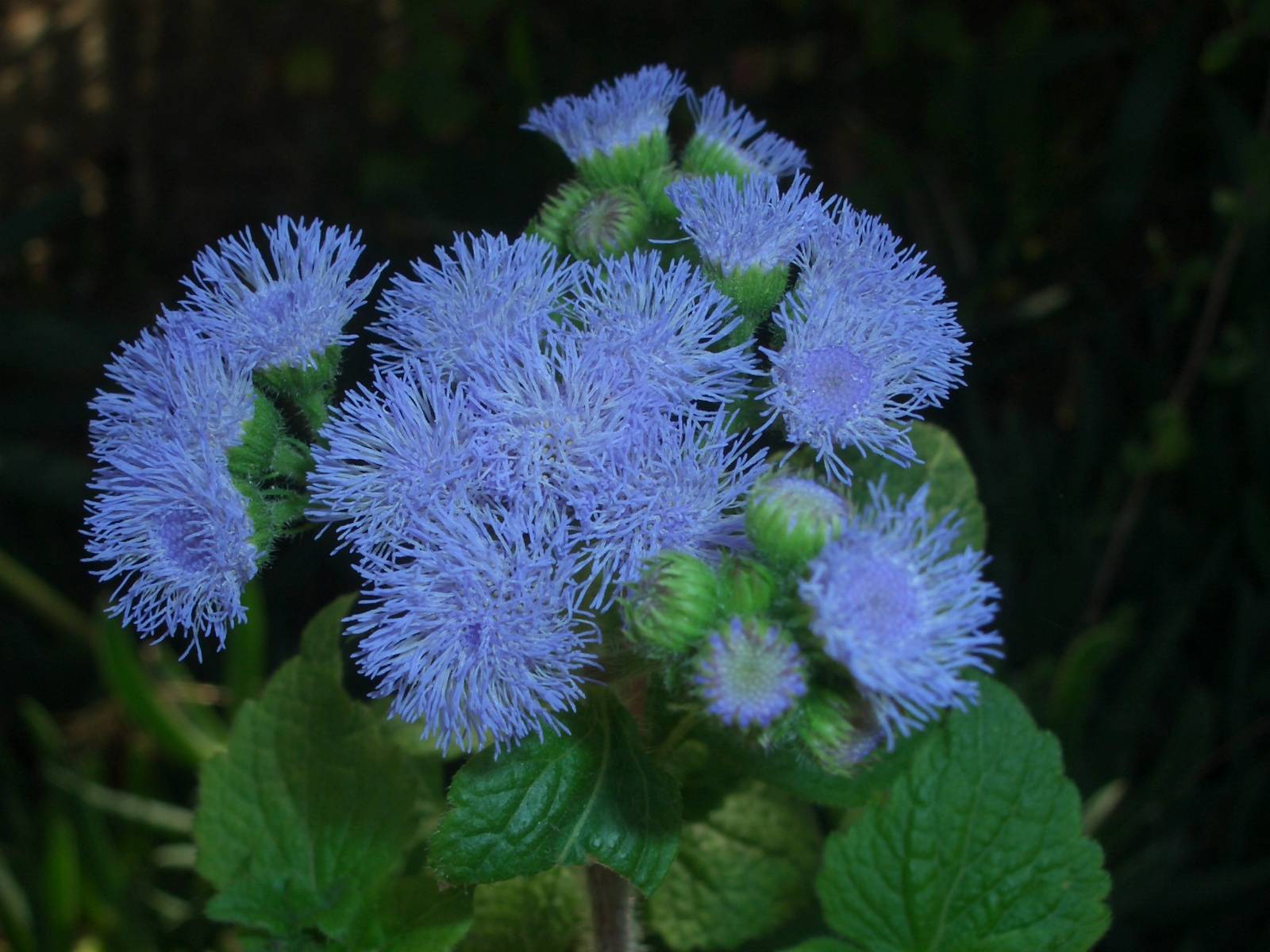 Fonds d'cran Nature Fleurs 