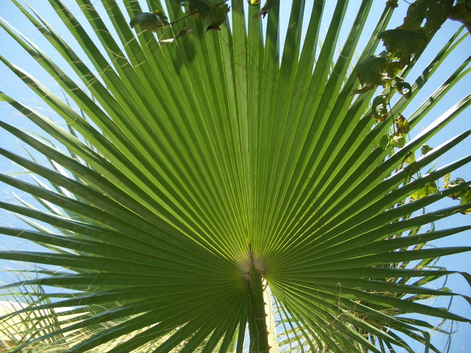 Fonds d'cran Nature Feuilles - Feuillages Pour la prochaine canicule.