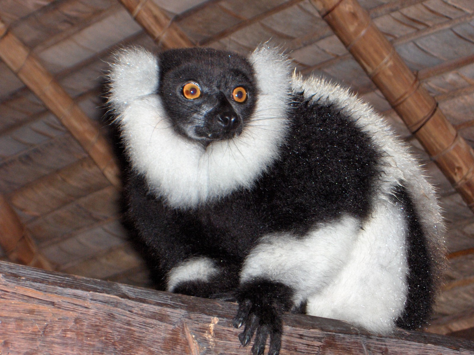 Fonds d'cran Animaux Lmuriens Lmurien  Madagascar