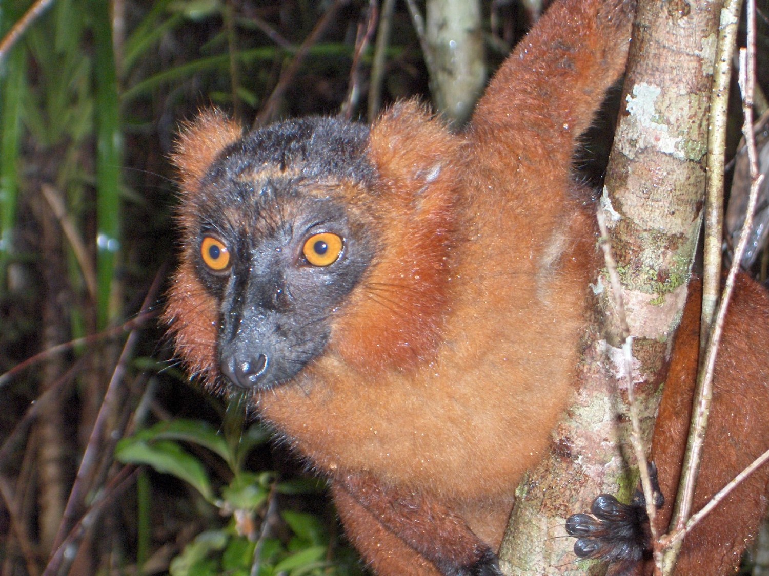 Wallpapers Animals Lemurs Lmurien  Madagascar (2)