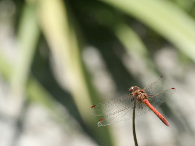 Wallpapers Animals Insects - Dragonflies petite libellule