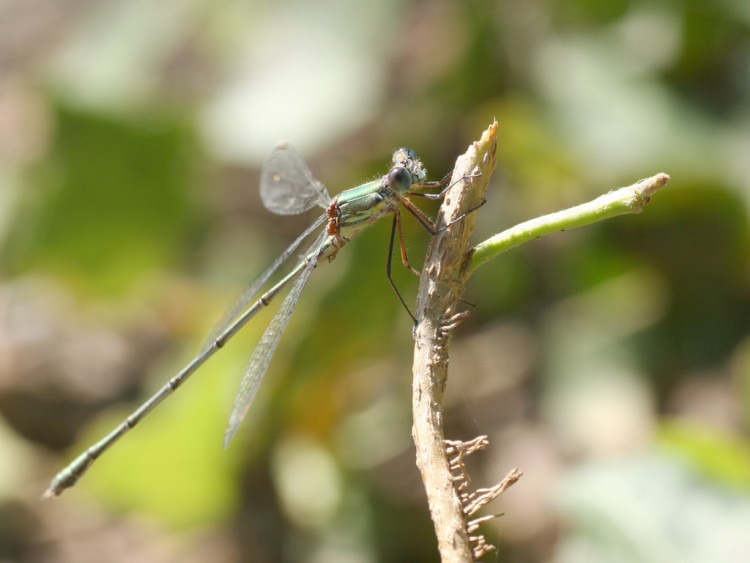 Fonds d'cran Animaux Insectes - Libellules autre libellule