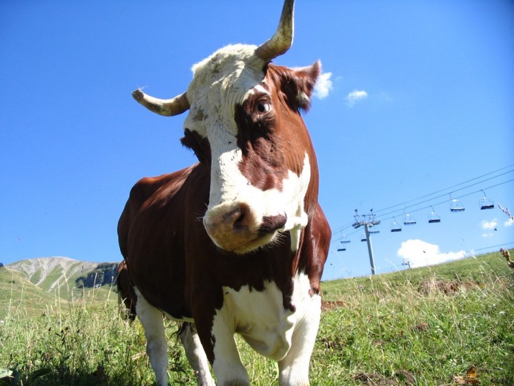 Fonds d'cran Animaux Vaches - Taureaux - Boeufs Regard de travers !!