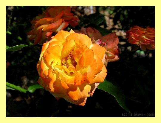 Fonds d'cran Nature Fleurs Roses...