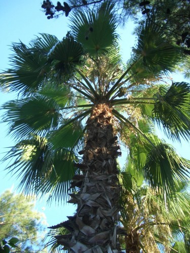 Fonds d'cran Nature Arbres - Forts Palmier