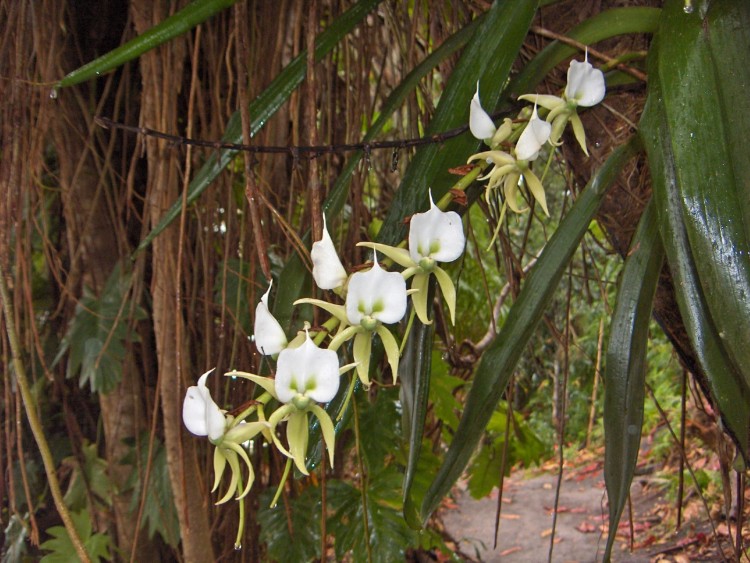 Fonds d'cran Nature Fleurs Orchides  Madagascar