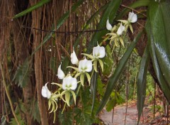 Fonds d'cran Nature Orchides  Madagascar